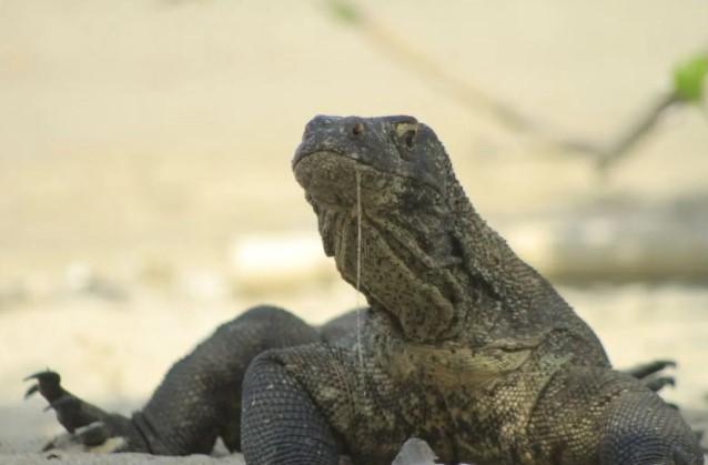 Polisi Bongkar Jaringan Internasional Penyelundupan Komodo ke Thailand, Dua Pelaku Ditangkap di Flores