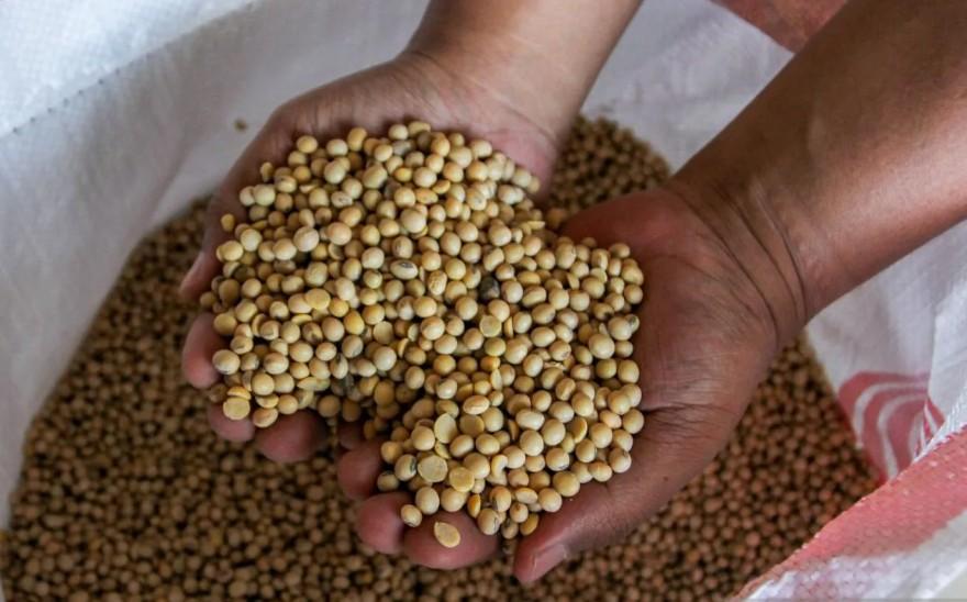 Harga Kedelai Melonjak, Pemprov DKI Imbau Diversifikasi Pangan dan Dorong Urban Farming