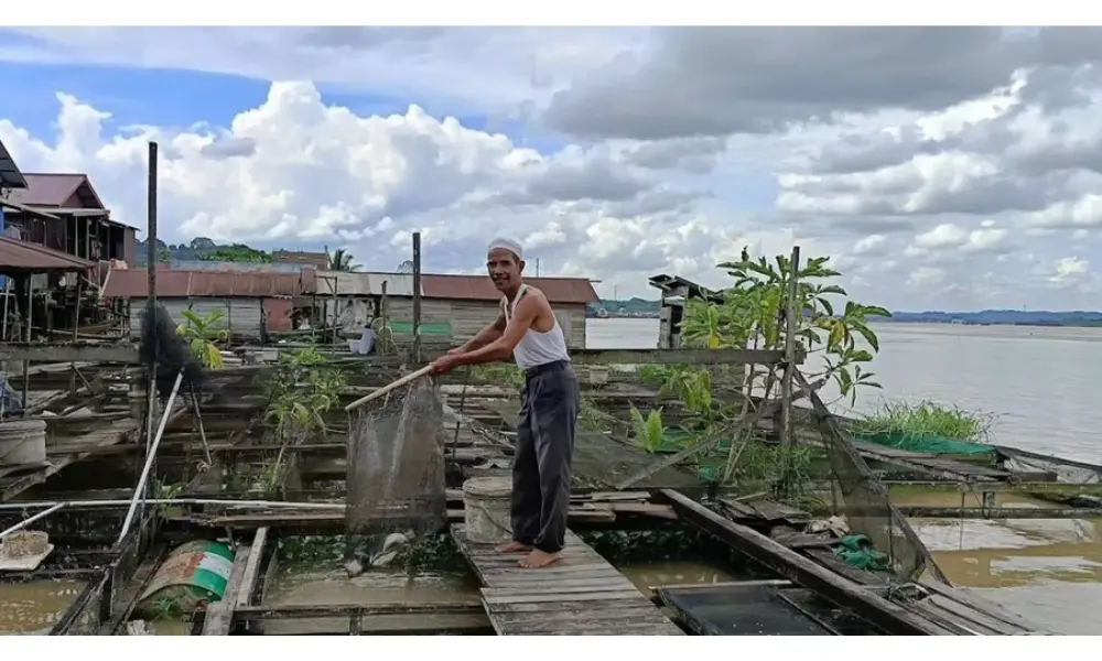 Budidaya Ikan Nila di Loa Kulu Jadi Penopang Pangan dan Ekonomi Kaltim
