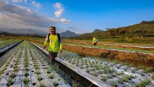 Kenaikan Harga Plastik Jadi Alarm Ketahanan Pangan dan Peluang Transformasi Sistem Pertanian