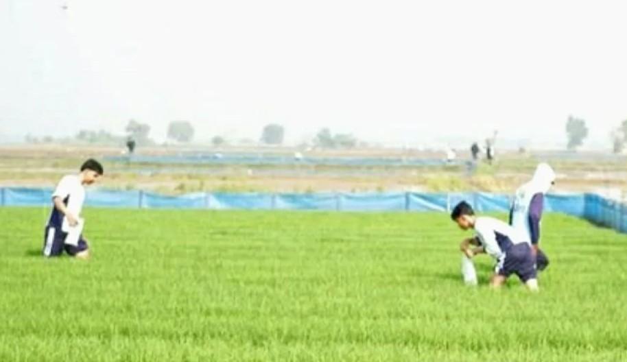 Gerakan Pengendalian Hama Padi Digencarkan di Karawang untuk Cegah Gagal Panen