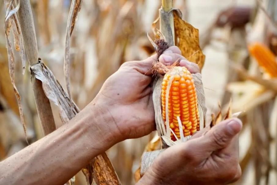 Bapanas Gulirkan SPHP Jagung Pakan untuk 5 Ribu Peternak di 26 Provinsi