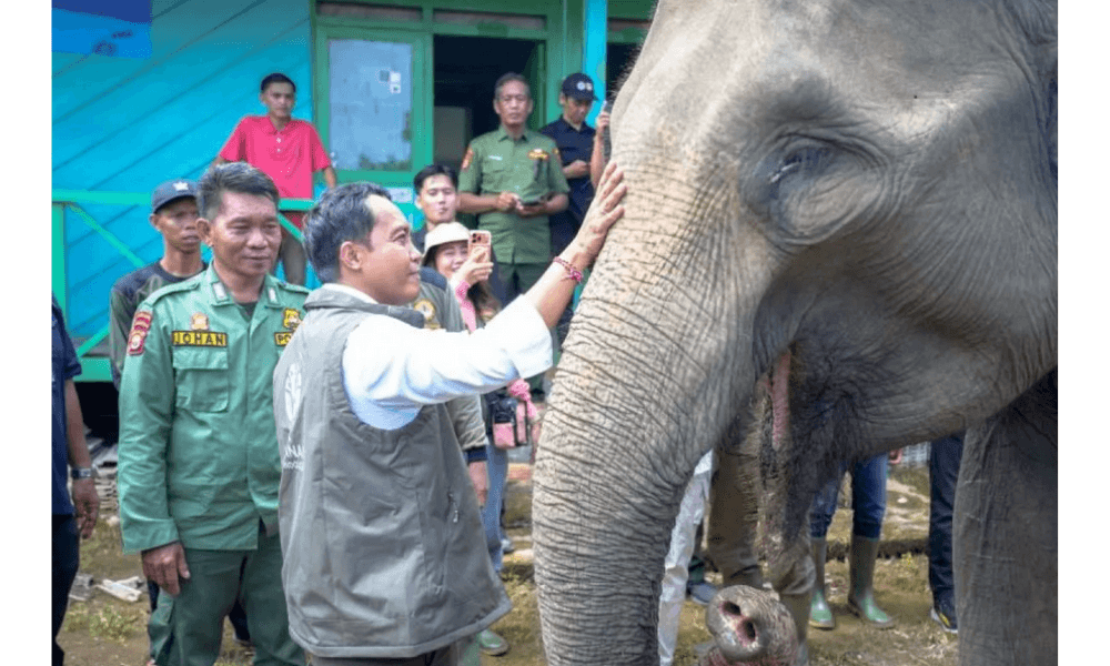 BKSDA Bengkulu Temukan 17 Gajah Liar dengan Drone Thermal di Bentang Alam Seblat