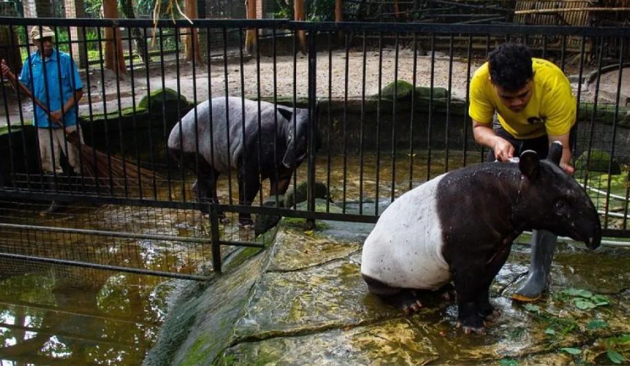 Pemkot Bandung Menargetkan Pengelola Baru Bandung Zoo Ditetapkan pada Akhir Mei 2026