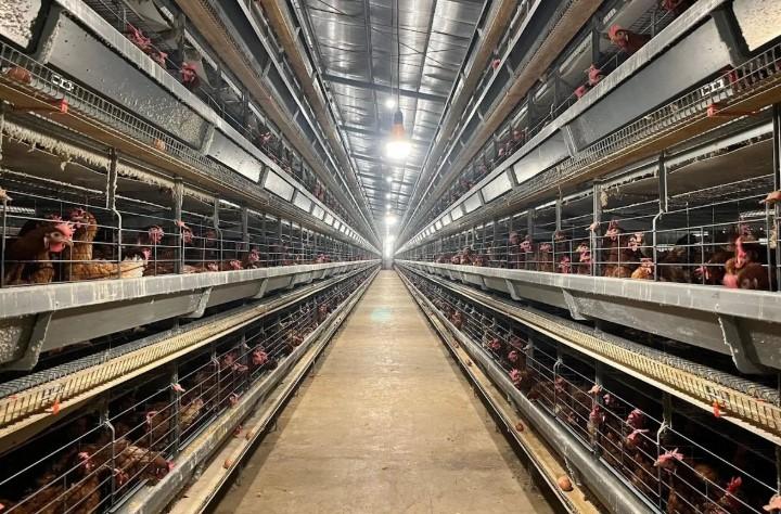 Kementan Tegaskan Peternak Rakyat Jadi Prioritas Pengembangan Industri Ayam Nasional