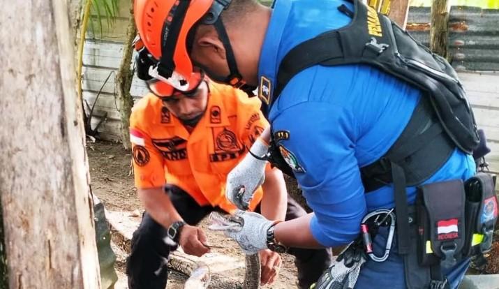 BPBD Aceh Barat Evakuasi Ular Piton 5 Meter yang Masuk Rumah Warga