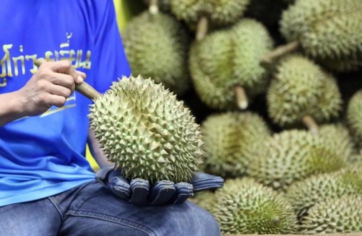 Panen Durian Melimpah di Chanthaburi Thailand Disambut Antusias Pekerja dan Petani