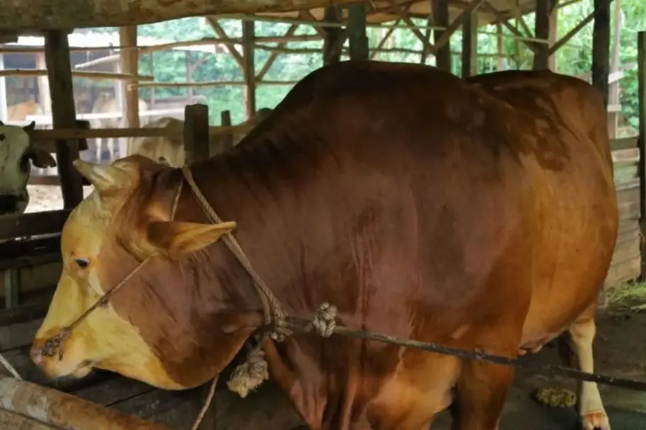 Riau Terima 14 Ekor Sapi Kurban Bantuan Presiden Prabowo untuk Idul Adha 2026