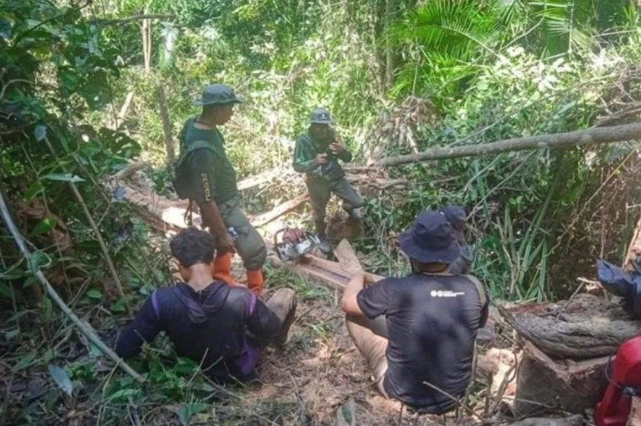 Dua Tersangka Pembalakan Liar di TWA Mangolo Ditangkap, Kemenhut Sita Puluhan Kayu Ulin