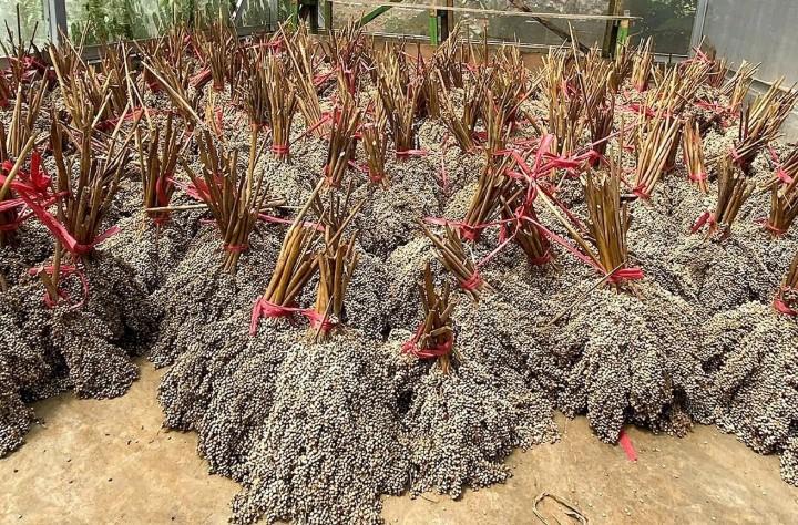 PLN EPI Kembangkan Bioenergi Sorgum di Gorontalo untuk Dukung Transisi Energi