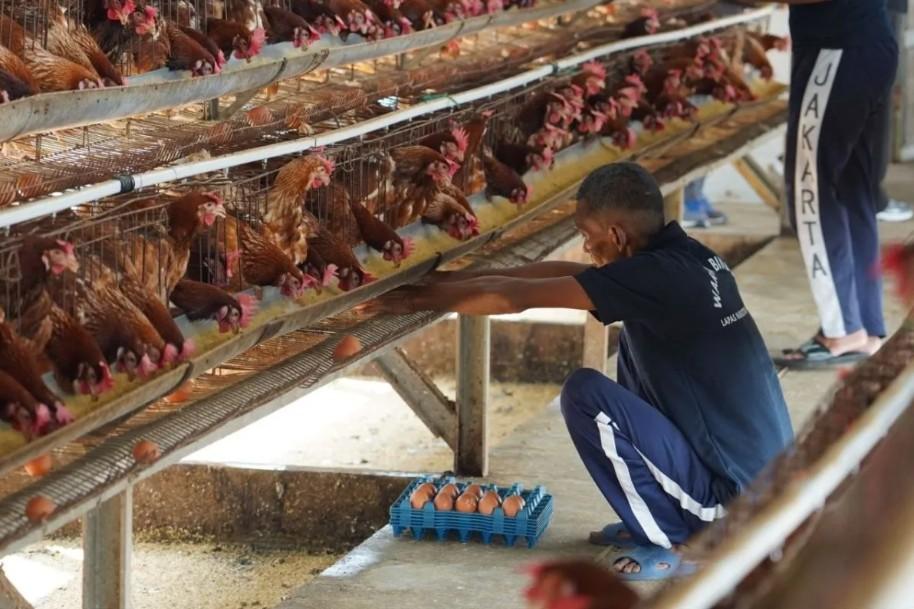 Lapas Narkotika Jakarta Latih Warga Binaan Beternak Ayam dan Menjahit untuk Bekal Setelah Bebas