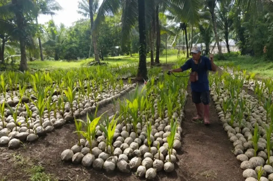 Kementan Pastikan 39.861 Bibit Kelapa di Sulawesi Utara Siap Disalurkan kepada Petani