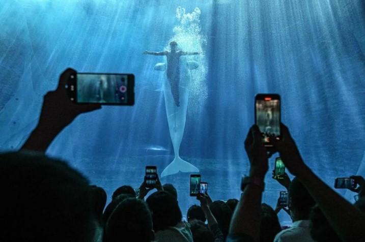 Akuarium Atlantis Sanya Dorong Budaya dan Pariwisata Bahari di China Selatan