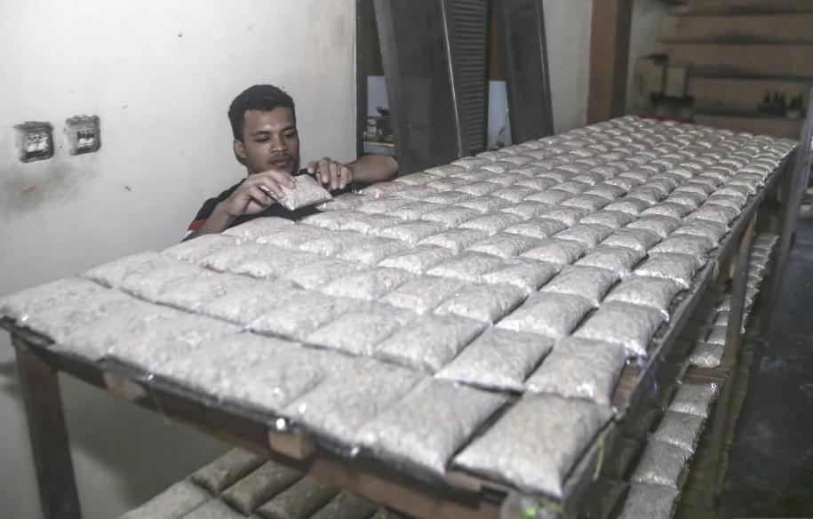 BRIN Teliti Tempe dan Probiotik untuk Dukung Penuaan Sehat pada Lansia