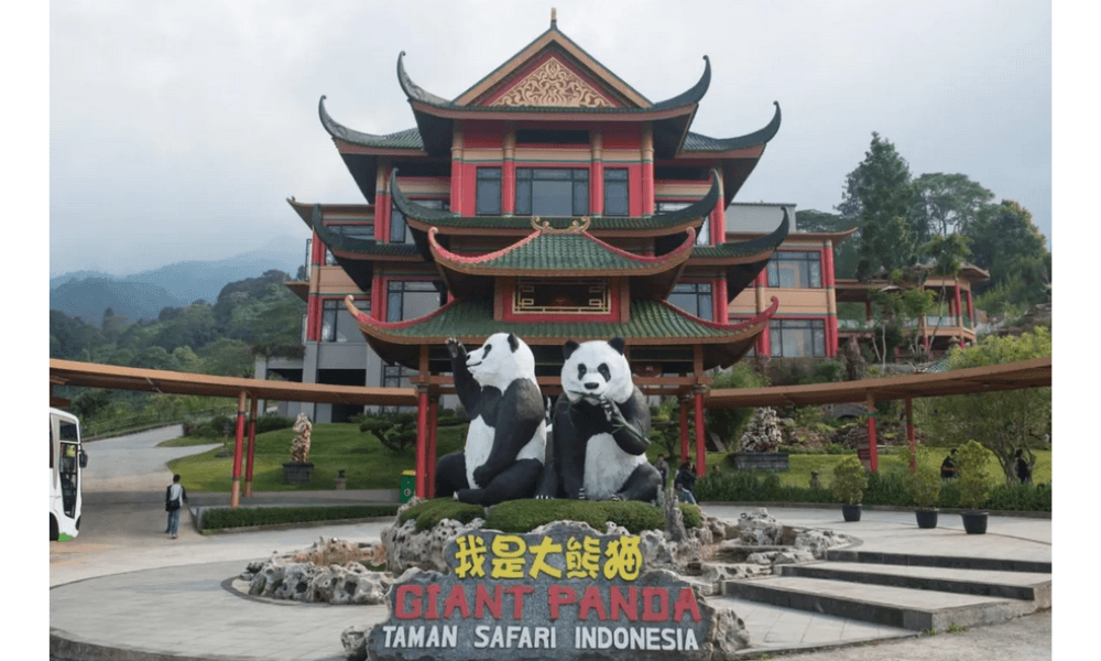 Bayi Panda Pertama di Indonesia Siap Diperkenalkan ke Publik di Taman Safari Bogor