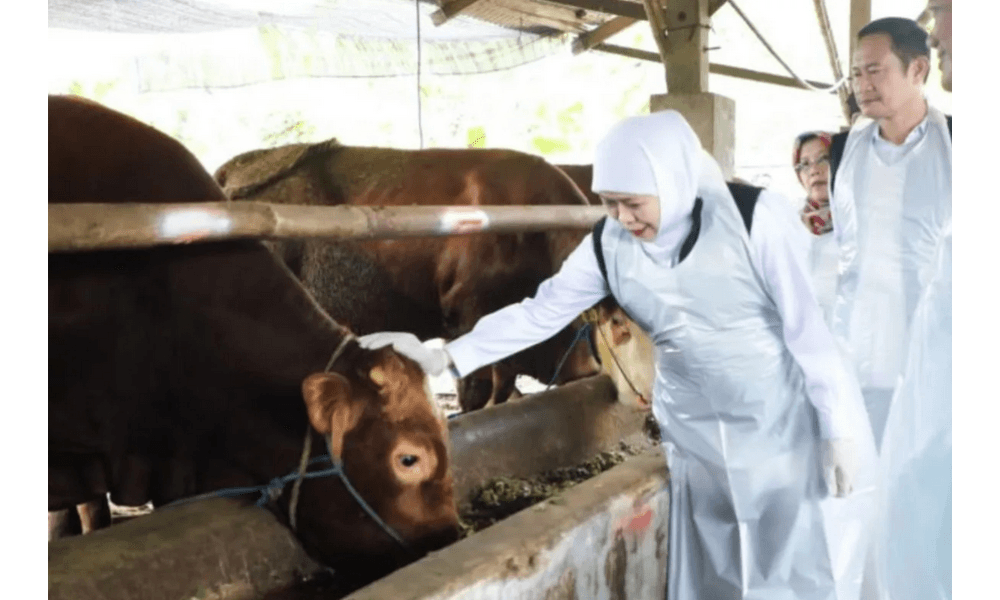 Khofifah Sebut Idul Adha 2026 Dongkrak Ekonomi Peternak Jawa Timur