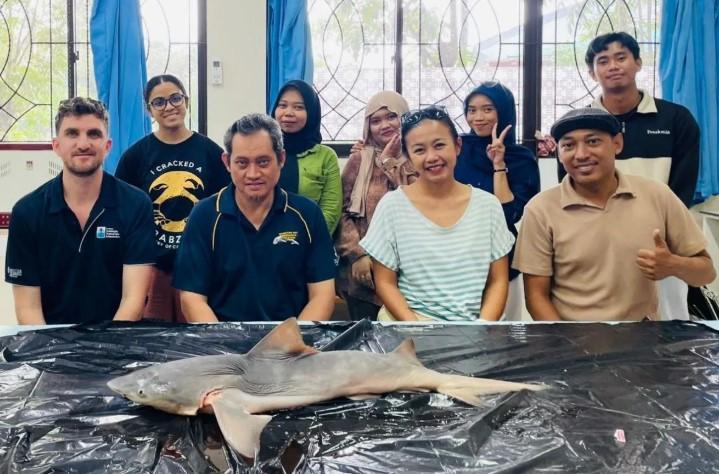 Hiu Gangga yang Nyaris Punah Kembali Ditemukan di Sungai Sesayap Kalimantan Utara