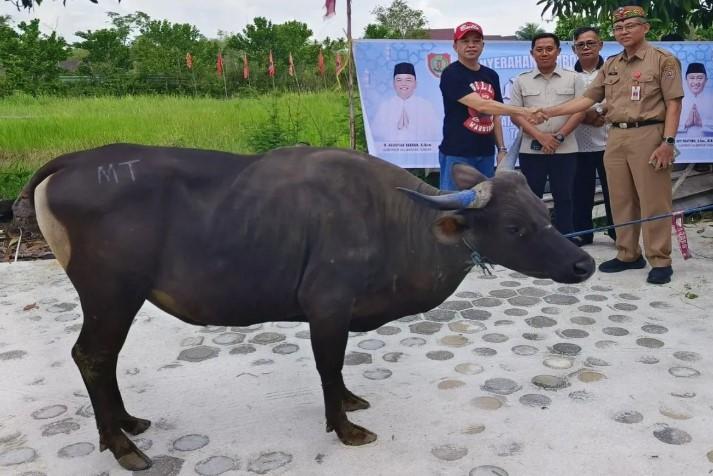 Pemprov Kalimantan Tengah Salurkan 500 Hewan Kurban untuk Masyarakat Jelang Idul Adha