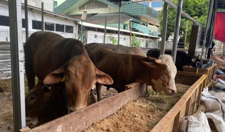 Masjid Al-Azhar Targetkan Terima 12 Sapi dan 50 Kambing untuk Kurban Idul Adha