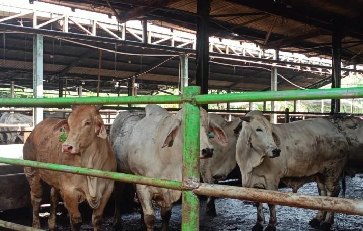 Ratusan Hewan Kurban di Jakarta Timur Sakit Diduga Akibat Kelelahan Perjalanan