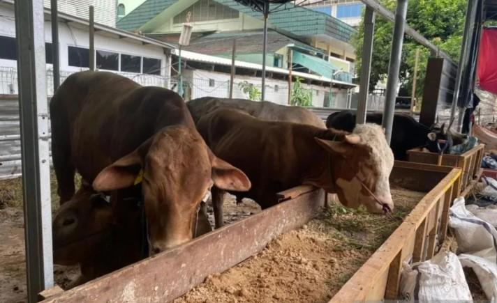 Masjid Al-Azhar Gunakan Besek untuk Distribusi Daging Kurban Demi Kurangi Sampah Plastik