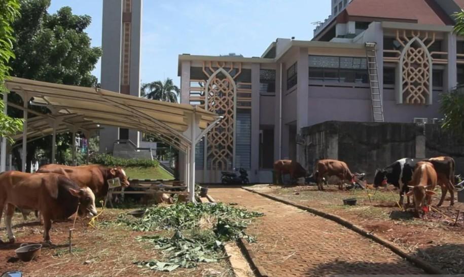 Pemkot Jakarta Selatan Terima 115 Hewan Kurban untuk Idul Adha 1447 Hijriah