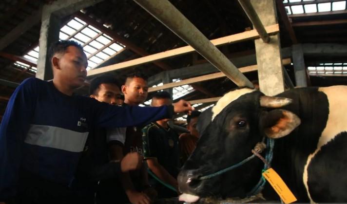Prabowo Salurkan Sapi Kurban 910 Kilogram ke Pondok Modern Gontor