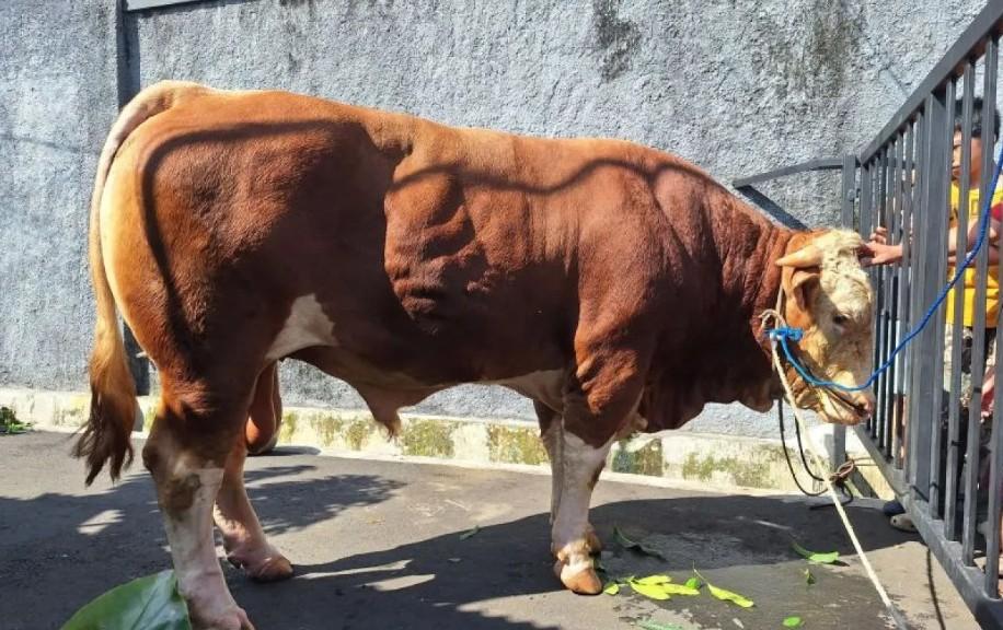 Rano Karno Serahkan Sapi Kurban Satu Ton untuk Warga Gandaria Utara yang Dinilai Inovatif