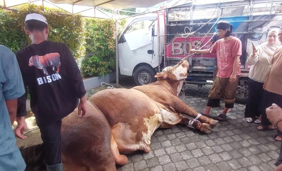 Bison, Sapi Limousin Berbobot Satu Ton Bantuan Presiden Prabowo, Jadi Perhatian Warga Bengkulu