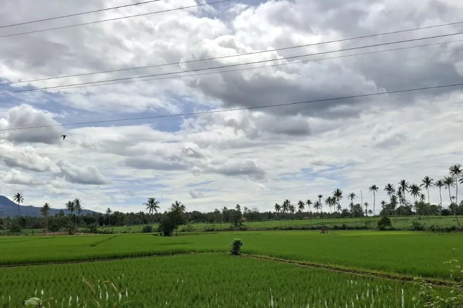 Lampung Usulkan 101 Jaringan Irigasi Utama untuk Dukung Swasembada Pangan Nasional 2026