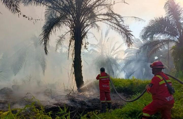 Manggala Agni Masih Berjibaku Padamkan Karhutla 20 Hektare di Siak Riau