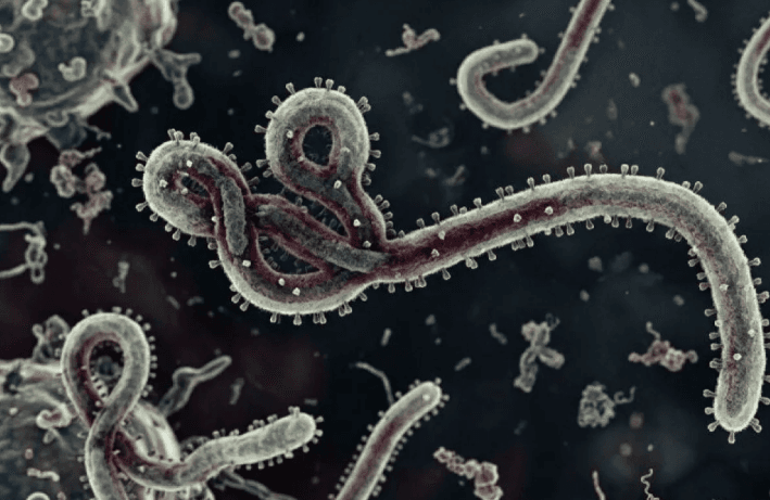 Kenaikan Kasus Ebola di Kongo dan Uganda pada Mei 2026 Mendorong Peringatan Darurat Kesehatan Global oleh WHO