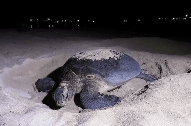 Survei KKP dan YKAN di Berau Menunjukkan Habitat Peneluran Penyu Masih Berstatus Hijau dan Aman