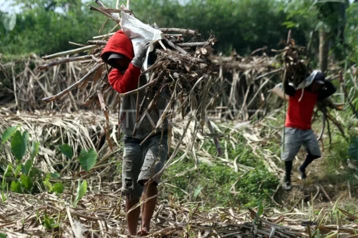 Jawa Timur Jadi Tumpuan Swasembada Gula Nasional, Program Peremajaan Tebu Digenjot