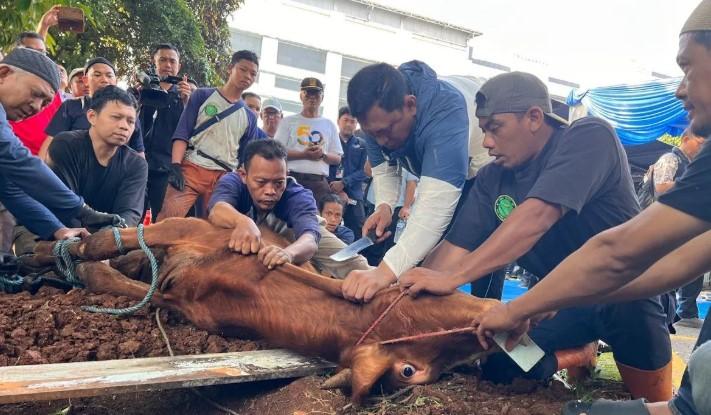 Bulog Salurkan 65 Ekor Hewan Kurban untuk Masyarakat pada Idul Adha 1447 Hijriah