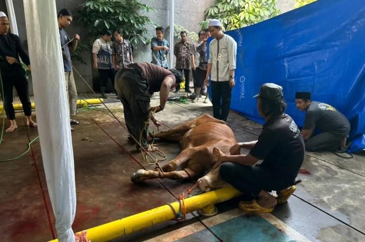 KPK Sembelih Delapan Sapi Kurban, Daging Dibagikan untuk Pegawai dan Warga Sekitar
