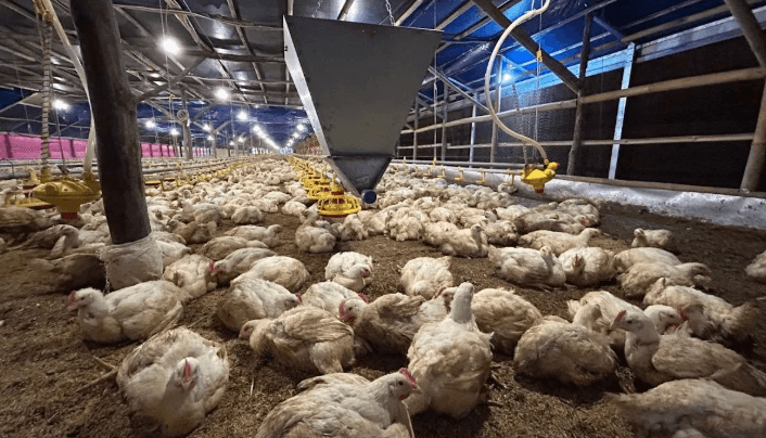 Kementan Perketat Pengawasan dan Stabilisasi Harga Ayam Hidup untuk Lindungi Peternak Rakyat