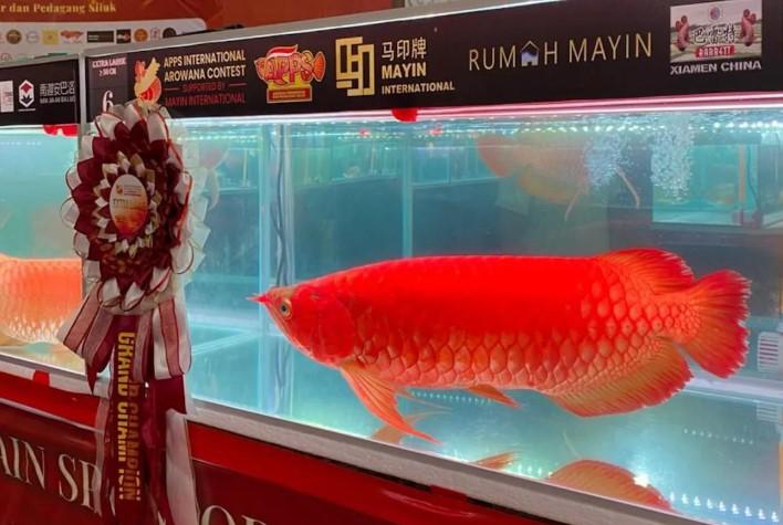 KKP Dorong Ikan Arwana Indonesia Mendunia Lewat Kontes Internasional di Kalimantan Barat