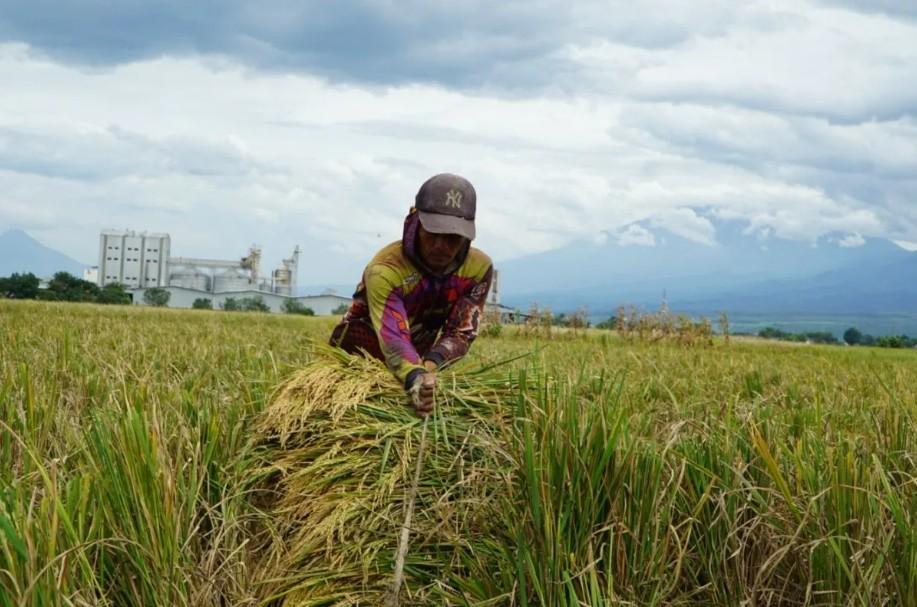 Bulog Jawa Timur Serap 787.800 Ton Setara Beras, Capai 89,13 Persen Target Pengadaan 2026