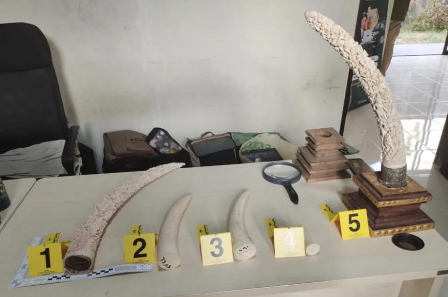Tim Patroli Siber Kemenhut Bongkar Perdagangan Gading Gajah di Bali, Satu Tersangka Ditetapkan