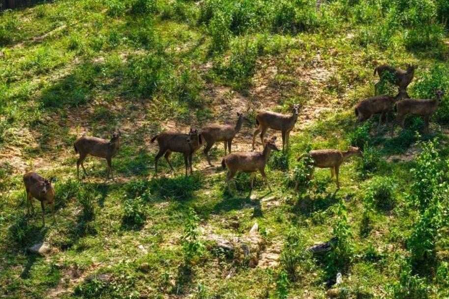 Kehadiran Beruang Madu dan Lutung Merah di IKN Jadi Tanda Ekosistem Kota Hutan Mulai Terbentuk