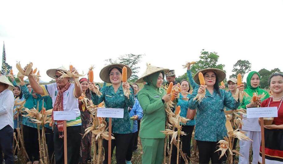 Panen Raya Jagung di Bengkayang Perkuat Ketahanan Pangan Keluarga dan Dorong Kesejahteraan Masyarakat