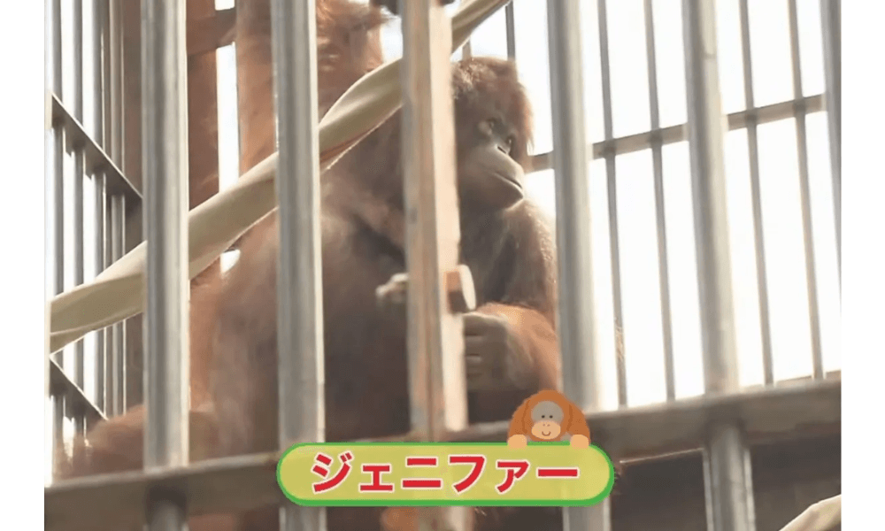 Jennifer dan Hayato Jadi Simbol Persahabatan Indonesia-Jepang Lewat Program Konservasi Orangutan