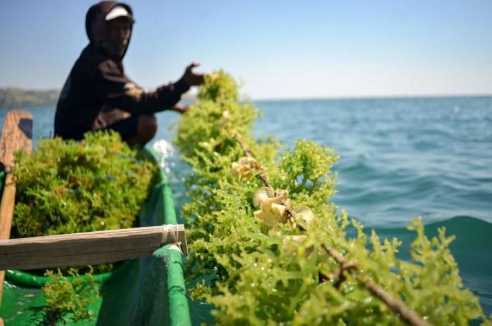 Budi Daya Rumput Laut di Pulau Ontoloe Jadi Penopang Ekonomi dan Kelestarian Ekosistem Laut