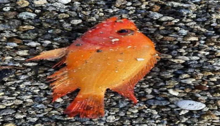 Pakar USU Menilai Pengendalian Ikan Red Devil Penting untuk Menjaga Ekosistem Danau Toba