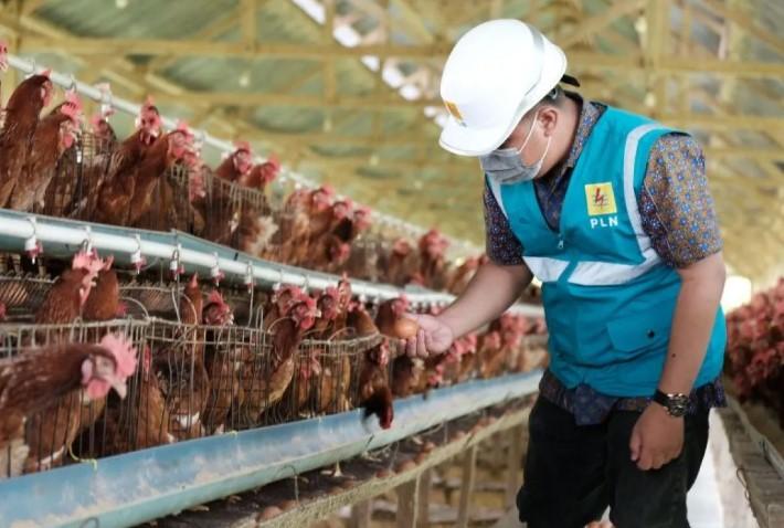 PLN Dorong Modernisasi Peternakan di Sidrap untuk Perkuat Ketahanan Pangan Nasional