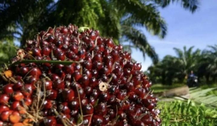 Harga TBS Sawit Petani Swadaya di Riau Naik Signifikan hingga Rp3.674,93 per Kilogram