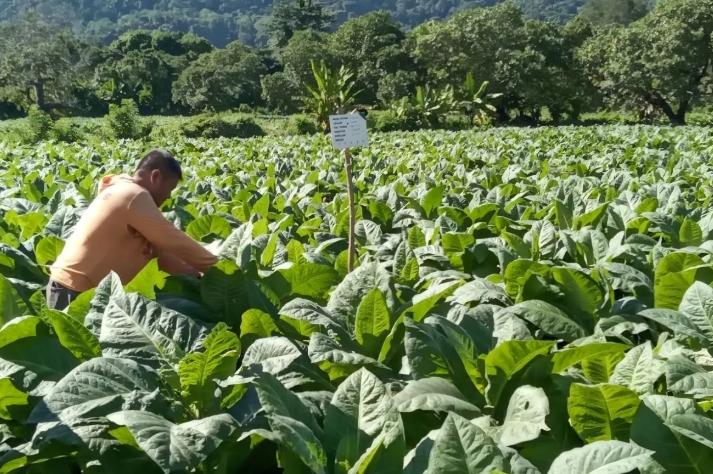 Hilirisasi Tembakau di Dompu Didorong untuk Tingkatkan Nilai Tambah dan Perkuat Ekonomi Lokal