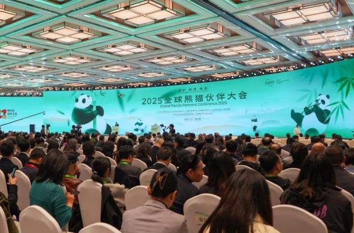 Teknologi Canggih Berbasis AI dan DNA Perkuat Upaya Konservasi Panda Raksasa di China