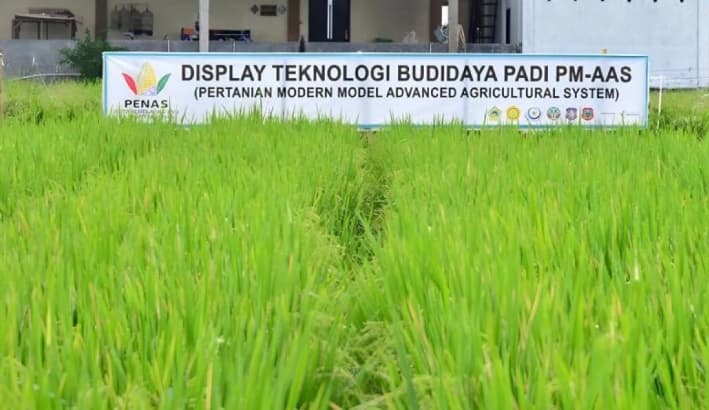 Teknologi Budidaya Padi Berproduktivitas Tinggi Akan Dipamerkan pada PENAS XVII di Gorontalo
